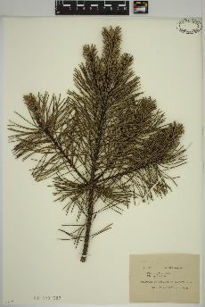 spécimen de Pinus sylvestris