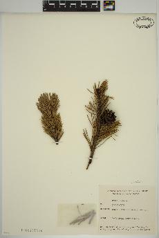 spécimen de Pinus sylvestris