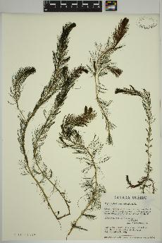 spécimen de Myriophyllum spicatum