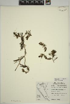 spécimen de Myriophyllum spicatum