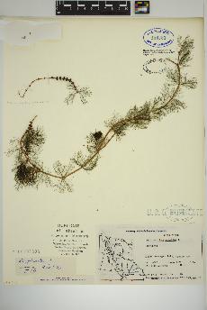 spécimen de Myriophyllum spicatum