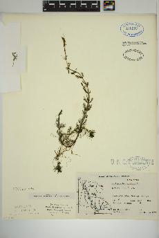 spécimen de Myriophyllum spicatum