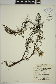 spécimen de Myriophyllum spicatum