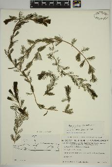 spécimen de Myriophyllum spicatum