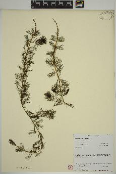 spécimen de Myriophyllum spicatum