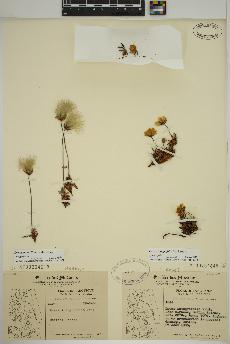 spécimen de Dryas integrifolia
