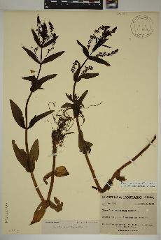 spécimen de Veronica anagallis-aquatica