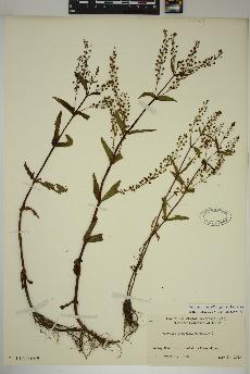spécimen de Veronica anagallis-aquatica