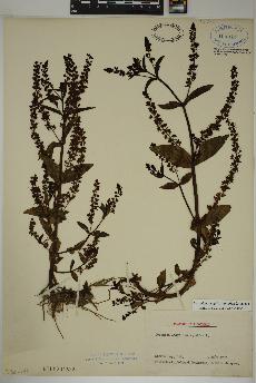 spécimen de Veronica anagallis-aquatica