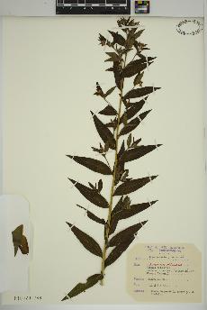 spécimen de Lithospermum officinale