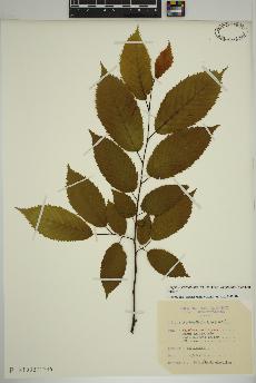 spécimen de Carpinus caroliniana