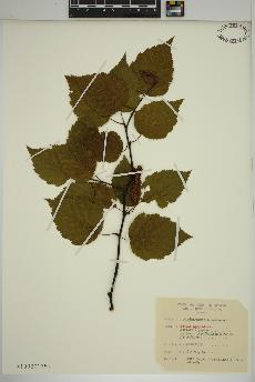 spécimen de Betula papyrifera