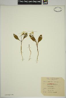 spécimen de Claytonia caroliniana