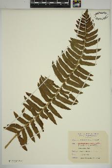 spécimen de Polystichum acrostichoides