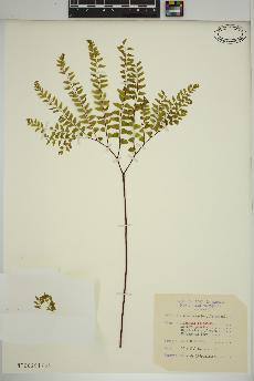 spécimen de Adiantum pedatum