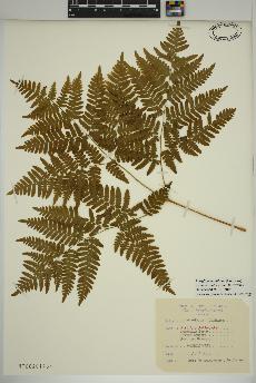 spécimen de Pteridium aquilinum