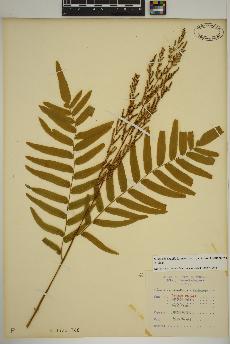 spécimen de Osmunda regalis