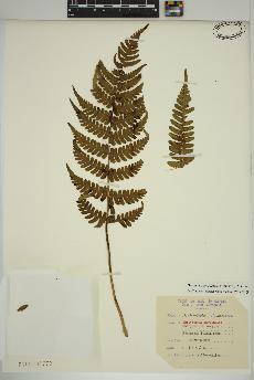 spécimen de Dryopteris marginalis