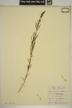 spécimen de Linaria vulgaris