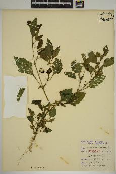 spécimen de Solanum nigrum