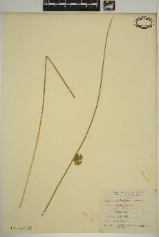 spécimen de Juncus effusus