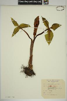 spécimen de Arisaema triphyllum