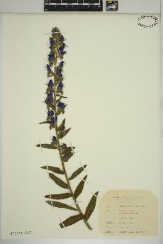 spécimen de Echium vulgare