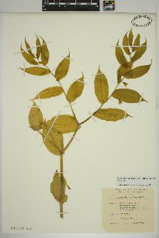 spécimen de Streptopus lanceolatus