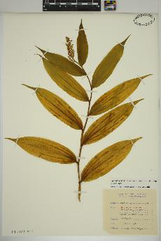 spécimen de Maianthemum racemosum