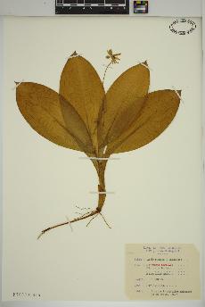 spécimen de Clintonia borealis