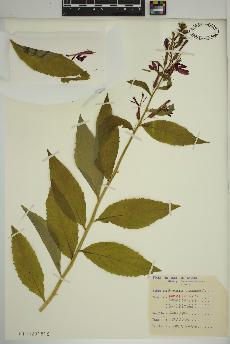 spécimen de Lobelia cardinalis