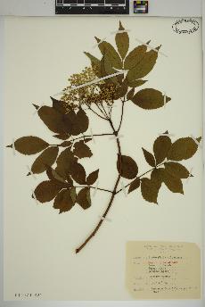 spécimen de Sambucus canadensis