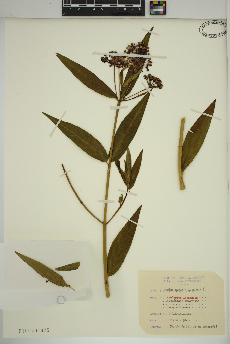 spécimen de Asclepias incarnata