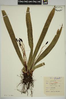 spécimen de Carex plantaginea
