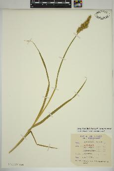 spécimen de Carex stipata