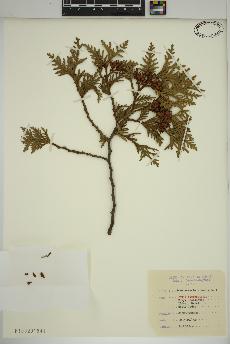 spécimen de Thuja occidentalis