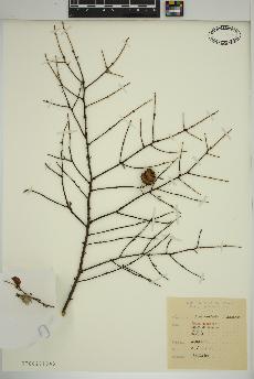spécimen de Tsuga canadensis