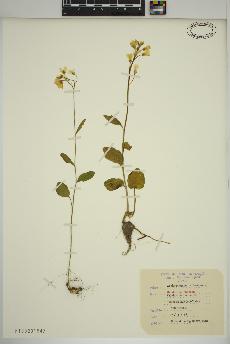 spécimen de Cardamine bulbosa