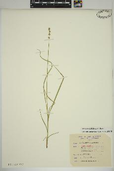 spécimen de Carex rosea