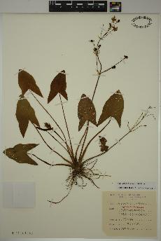 spécimen de Sagittaria cuneata