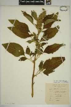 spécimen de Amaranthus retroflexus