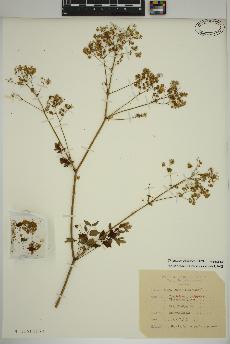 spécimen de Thalictrum pubescens