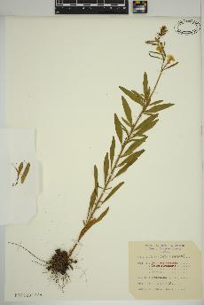 spécimen de Oenothera perennis