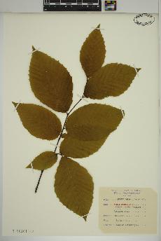 spécimen de Fagus grandifolia