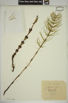 spécimen de Equisetum arvense