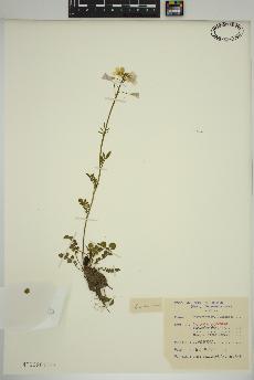 spécimen de Cardamine pratensis