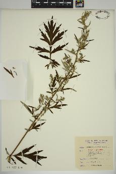 spécimen de Artemisia vulgaris