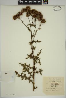 spécimen de Cirsium arvense