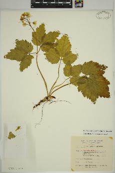 spécimen de Cardamine diphylla