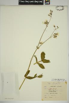 spécimen de Silene vulgaris